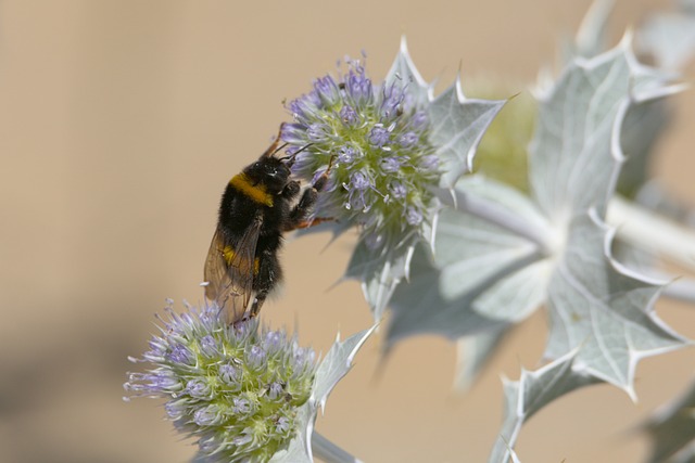 Free Bee Flower photo and picture