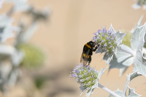 Free Bee Flower photo and picture