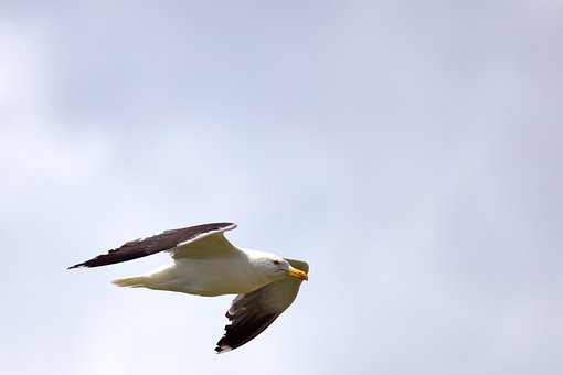Free Seagull Bird photo and picture