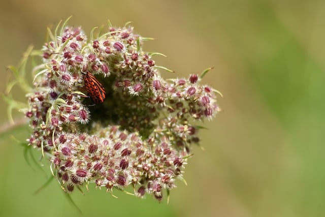 Free Bug Insect photo and picture