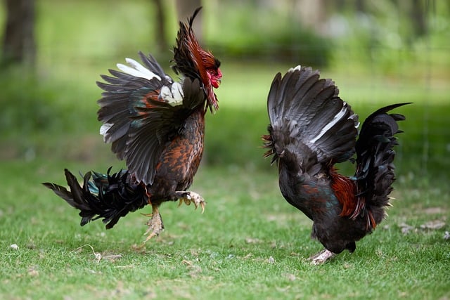 Free Roosters Fight photo and picture
