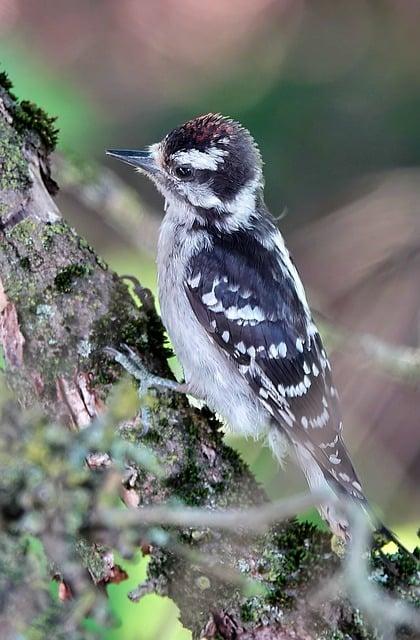 Pica-Pau, Pássaro, Natureza
