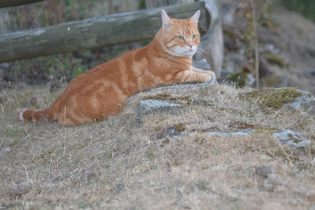 Free Ginger Cat photo and picture