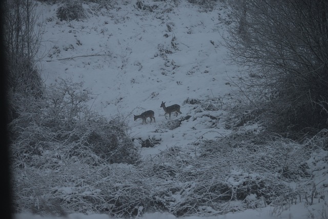 Free Deer Snow photo and picture