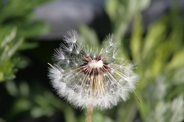 Free Dandelion Dandelion Seed photo and picture