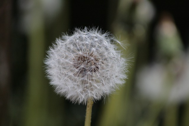 Free Dandelion Flower photo and picture