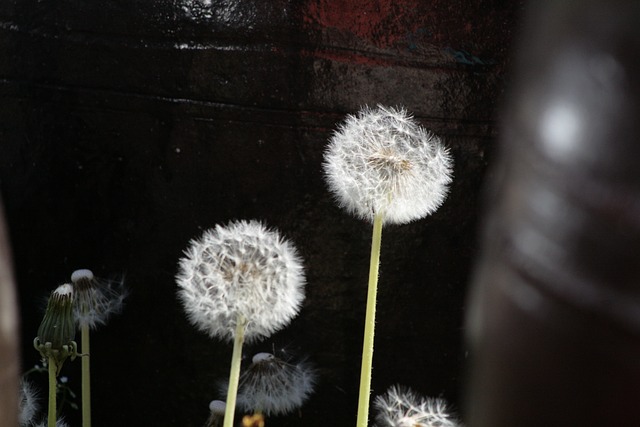 Free Dandelions Seedheads photo and picture