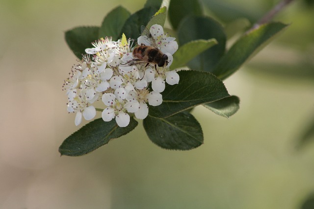 Free Bee Flower photo and picture