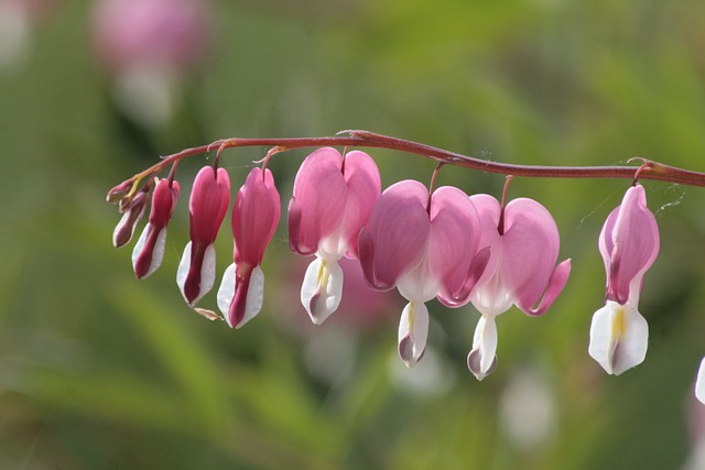 Free Flower Bleeding Heart photo and picture
