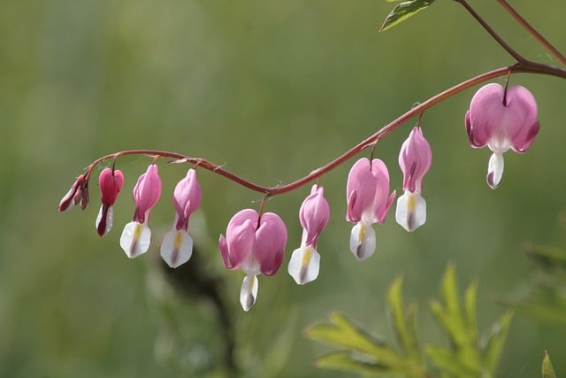 Free Bleeding Heart Spring photo and picture