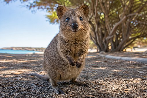 Free Quokka Marsupial illustration and picture