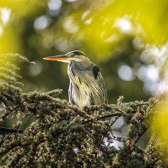 Free Heron Tree photo and picture