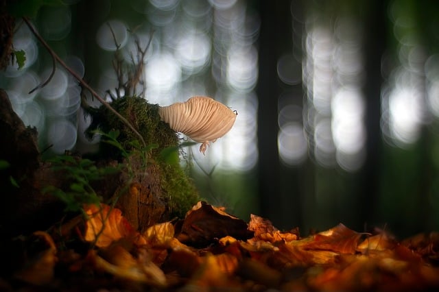 Pilz, Wald, Natur, Dunkel, Licht, Bokeh
