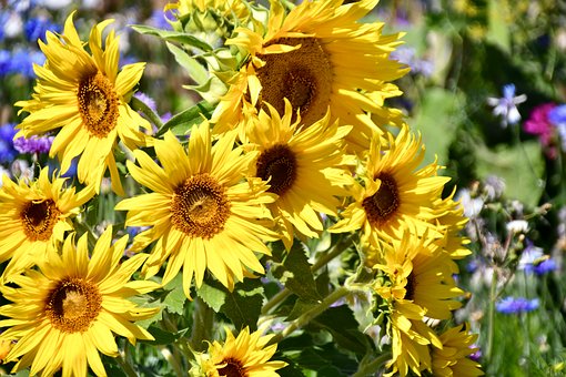 Sonnenblume, Gelb, Sommer, Natur, Hell