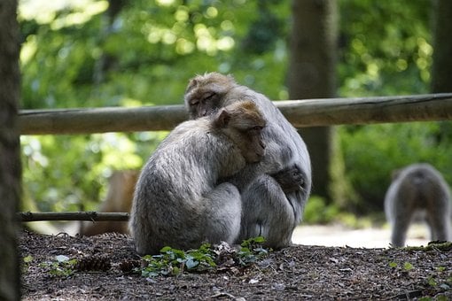 Macaco, Primatas, Amor, Abraços