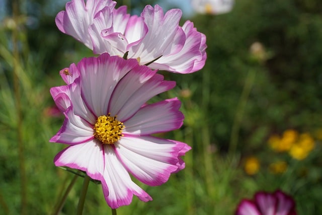 Free Flower Cosmos Flower photo and picture