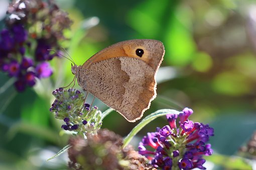 Schmetterling, Blume, Natur, Makro
