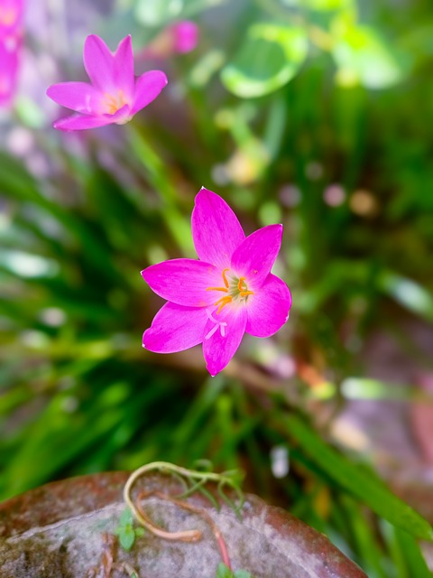 Flor, Florecer, Jardín, Verde, Hojas