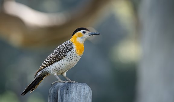 Free Woodpecker Bird photo and picture