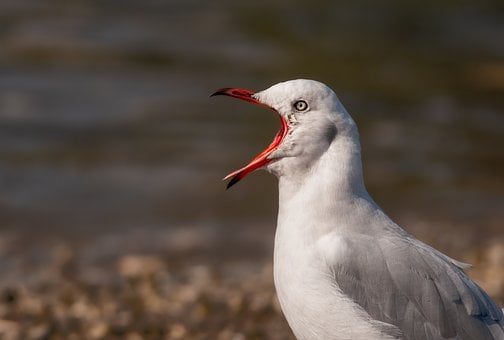 Free Seagull Wings photo and picture