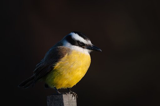 Free Bird Nature photo and picture