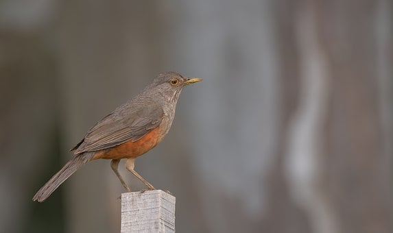 Free Bird Zorzal photo and picture