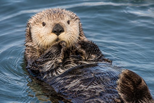 Free Sea Otter Otter illustration and picture