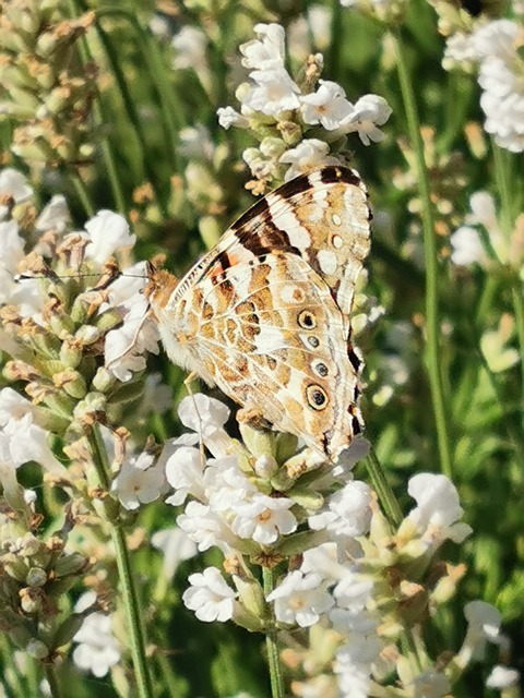 Fluture, Insectă, Grădină, Vară, Natură