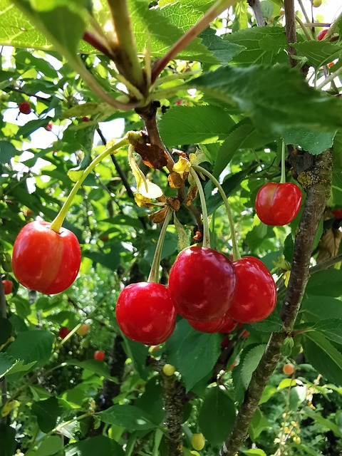 Cireșe, Fructe, Roșu, Fructe Pe Copac