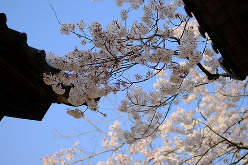 Sakura, Naturaleza, Primavera, Flor