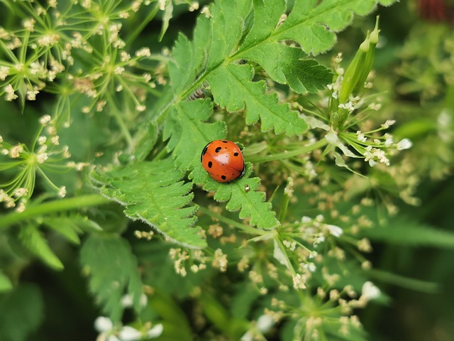Buburuză, Insectă, Frunze, Natură