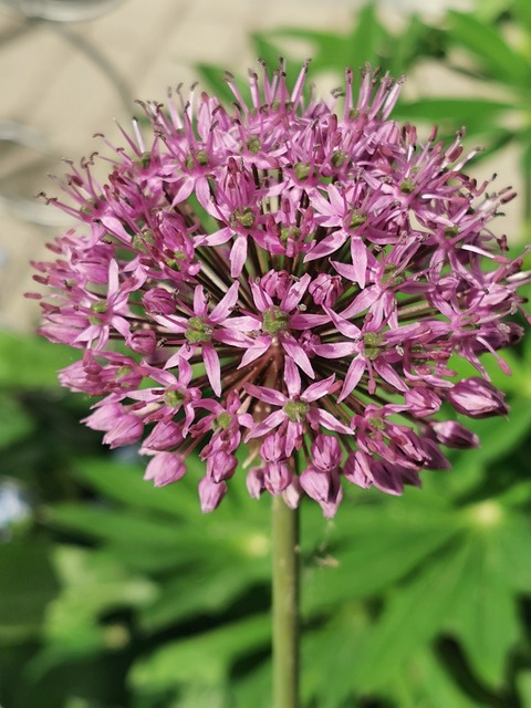 Floare De Allium, Roz, Grădină