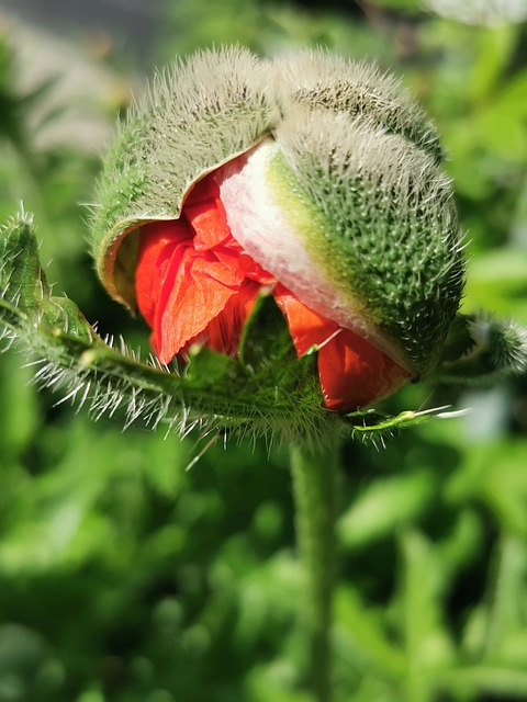 Mac, Floare, Boboc, Grădină, Verde