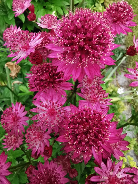 Astrantia, Floare, Roz, Roșu, Vară