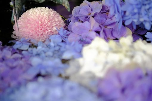 Naturaleza, Hortensia, Rosa, Morado
