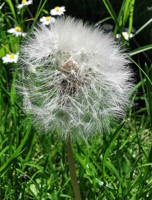 Păpădie, Sămânță, Natură, Grădină