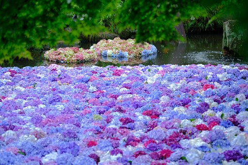 Hortensia, Colorido, Lago, Naturaleza