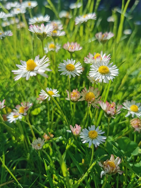 Margaretă, Iarbă, Vară, Natură, Floare