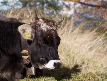 Vaca, Pastagem, Descanso, Ao Ar Livre