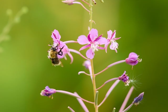 Download free HD stock image of Bumblebee Flower Free Bumblebee Flower photo and picture