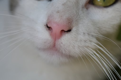 Katzennase, Rosa Nase, Schnurrhaare