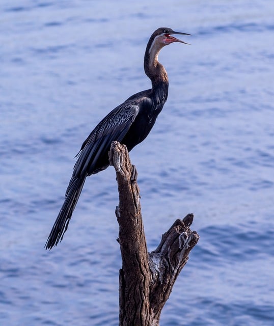 Free Bird Cormorant photo and picture