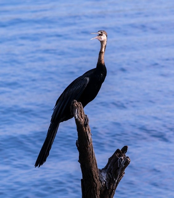 Free Bird Maritime photo and picture