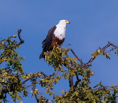 Free Bald Eagle Bird Of Prey photo and picture