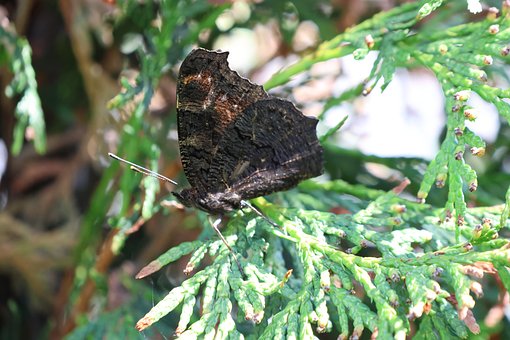 Schmetterling, Blätter, Natur, Grün