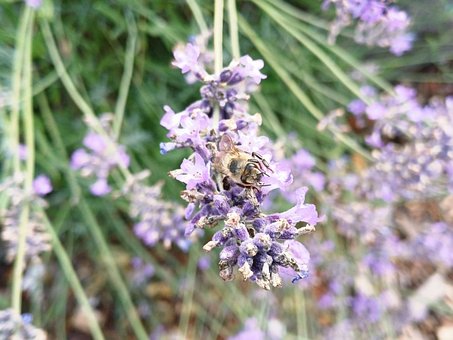 Bi, Lavendel, Natur, Blomster