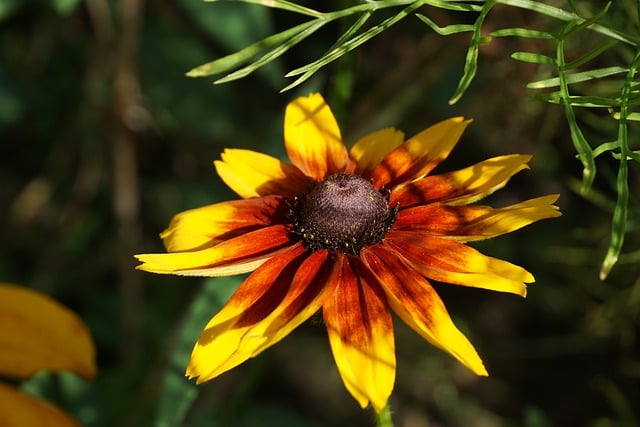 Free Flower Rudbeckia photo and picture