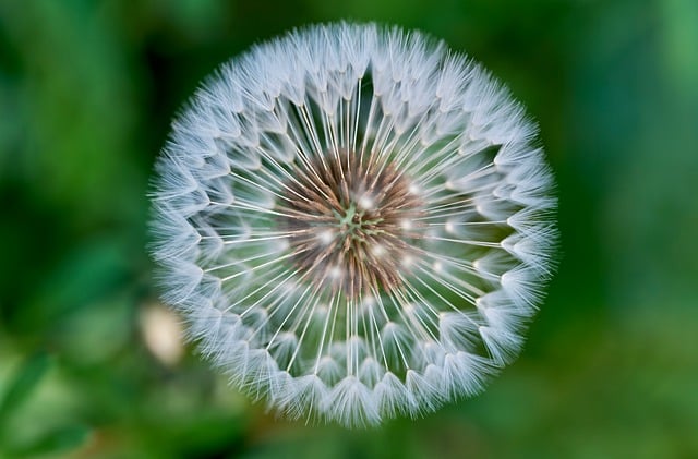 Free Dandelion Seed photo and picture
