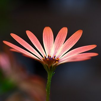 Blume, Orange, Makrofotografie, Natur