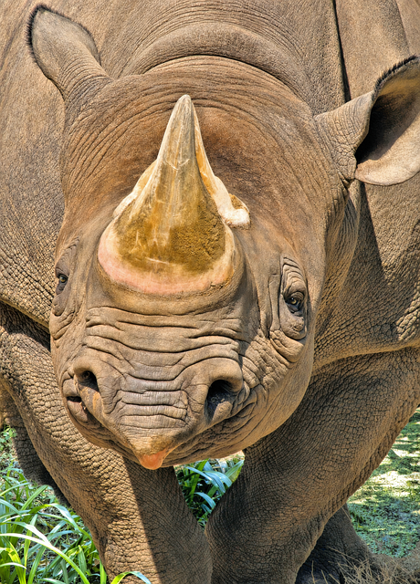Free Rhinoceros Savannah photo and picture